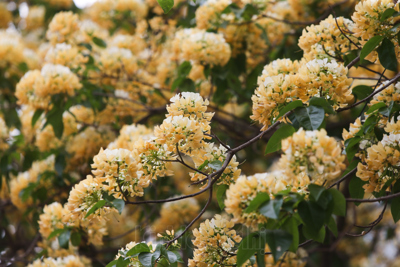 [Ảnh] Hà Nội: Cây hoa bún hơn 300 tuổi khoe sắc vàng rực rỡ đầu tháng 4