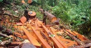 Phó Thủ tướng chỉ đạo xử lý vụ lâm tặc phá rừng nghiến cổ thụ