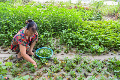 Kiểu trồng rau “độc nhất vô nhị” ở Hà Nội