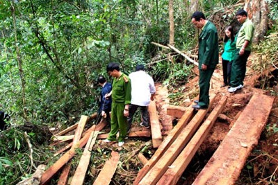 Hà Nội xử lý 26 vụ vi phạm pháp luật về rừng