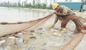 Ngành thủy sản Hà Nội hướng đến sản xuất sạch