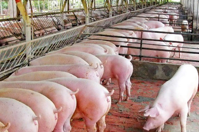 Giá lợn hơi hôm nay 8/11: Dao động từ 66.000 - 78.000 đồng/kg