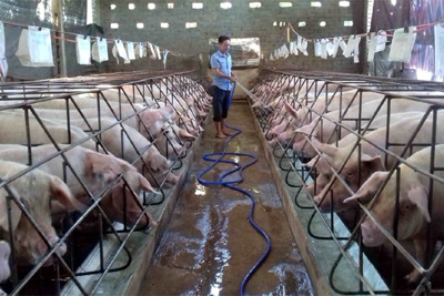 Giá lợn hơi hôm nay 19/11: Tiếp tục giảm, vì sao giá thịt ngoài chợ vẫn đắt?