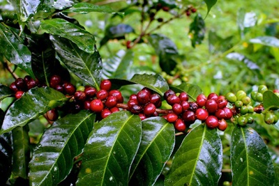 Giá cà phê hôm nay 22/1: Arabica tăng vọt, dự báo dư cung kéo Robusta xuống mốc 1.330 USD/tấn