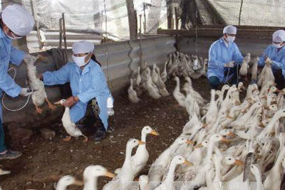 Ứng phó với nguy cơ lây nhiễm cúm A/H7N9