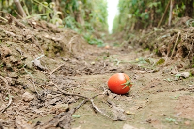 [Ảnh] Hà Nội: Củ cải, cà chua Mê Linh rớt giá, chờ được hỗ trợ tiêu thụ