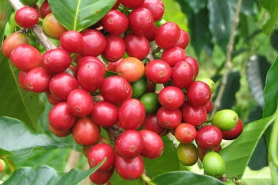 Giá cà phê hôm nay 23/3: Đảo chiều cùng tăng mạnh, Robusta chinh phục mốc 1.400 USD/tấn