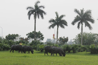 Trâu “lang thang” gặm cỏ trên dải phân cách giữa Thủ đô