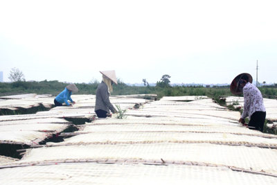 Xã Minh Khai, huyện Hoài Đức: Gắn sản xuất sạch với bảo vệ môi trường