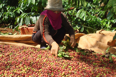 Giá cà phê hôm nay 25/1: Triển vọng cho Robusta trong xu hướng giảm chung của thị trường