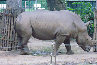 Nạn săn bắn và tiêu thụ sừng tê giác tại Nam Phi đã giảm năm thứ 2 liên tiếp