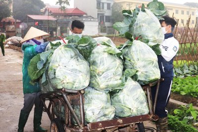 Huyện Mê Linh: Nhịp sống trở lại bình thường tại thôn Do Hạ