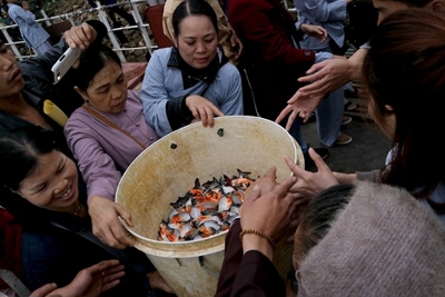 Cá phóng sinh xuống sông Hồng có trong danh mục cho phép