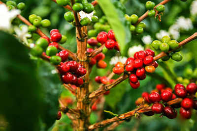 Giá cà phê hôm nay 25/2: Robusta tiếp tục tăng, trong nước cán mốc 33 triệu đồng/tấn