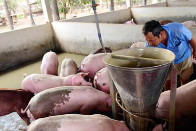 Giá lợn hơi hôm nay 14/1: Không ngừng tăng cao, có thể đạt 90.000 đồng/kg