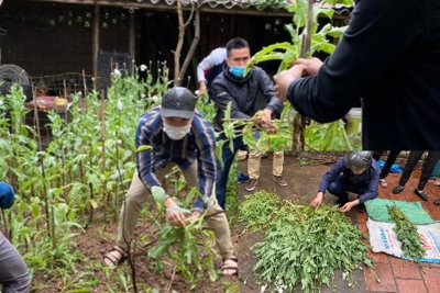 Hà Nội: Phát hiện hộ dân trồng cả vườn cây thuốc phiện ở Tây Tựu
