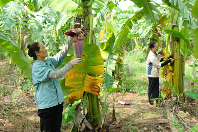 Vựa chuối Hoàng Kim