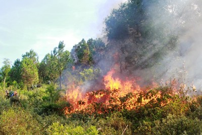 Cháy rừng xảy ra ở nhiều nơi