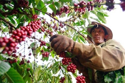 Giá cà phê hôm nay 4/1: Cơ hội và thách thức cho Robusta, doanh nghiệp chuyển hướng khi xuất khẩu gặp khó