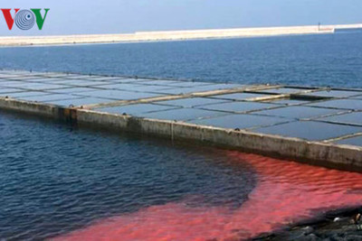 Dải nước đỏ ở Vũng Áng là do tảo nở hoa