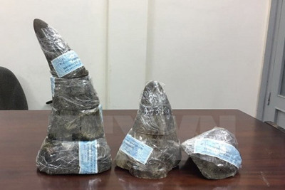TP Hồ Chí Minh thu giữ 5kg sừng tê giác quý hiếm hơn 6 tỷ đồng