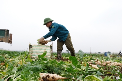 Rau màu rớt giá, nông dân gặp khó