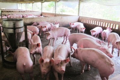 Hà Nội: Xử phạt hộ chăn nuôi tái đàn lợn không khai báo