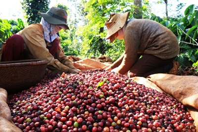 Giá cà phê hôm nay 12/12: Thị trường thế giới tiếp tục tăng, trong nước đồng loạt vượt 33 triệu đồng/tấn