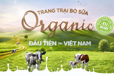 Cận cảnh trang trại bò sữa organic tiêu chuẩn châu Âu đầu tiên tại Việt Nam