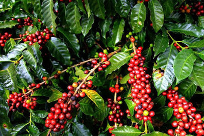 Giá cà phê hôm nay 25/12: Nhận quà Giáng sinh, thị trường tăng đồng loạt, trong nước đạt 33 triệu đồng/tấn