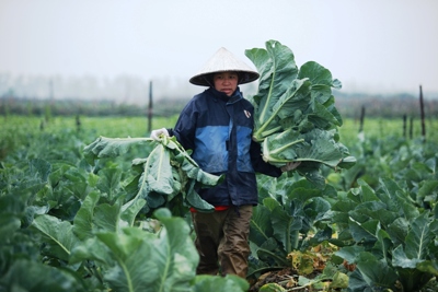 Mê Linh tìm hướng tiêu thụ nông sản