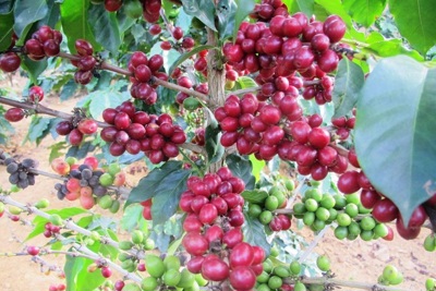 Giá cà phê hôm nay 19/11: Việt Nam vào vụ trong khi giá Robusta lao dốc mạnh, Arabica tiếp đà tăng