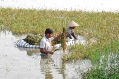 Bộ Nông nghiệp đề xuất tăng dự trữ quốc gia hỗ trợ đồng bào vùng lũ khôi phục sản xuất