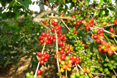Giá cà phê hôm nay 10/2: Robusta đảo chiều tăng, trong nước giữ mốc trên 31 triệu đồng/tấn