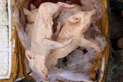 Hàng trăm con lợn sữa chưa qua kiểm dịch suýt vào TP Hồ Chí Minh