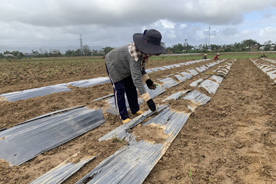 Quảng Nam: Làng rau sạch Bàu Tròn tái sản xuất sau những ngày mưa bão
