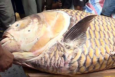 Cá hô vàng gần 130kg mắc lưới ngư dân