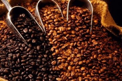 Giá cà phê hôm nay 13/11: Tăng trưởng ấn tượng, giá cà phê trong nước đang cao nhất kể từ đầu năm