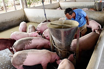 Giá lợn hơi hôm nay 8/3/2021: Biến động nhẹ, cao nhất đạt 78.000 đồng/kg