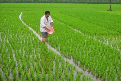 32% ruộng đồng Hà Nội đã có nước