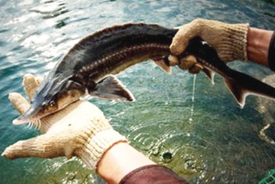 Bộ Nông nghiệp đề nghị kiểm soát chặt cá tầm nhập khẩu làm thương phẩm
