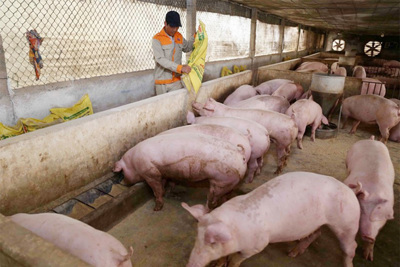 Giá lợn hơi hôm nay 20/2/2021: Tiếp tục giảm, thấp nhất 74.000 đồng/kg