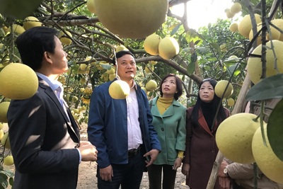 Xuất khẩu nông sản chủ lực: Bước đột phá mới của nông nghiệp Hà Nội