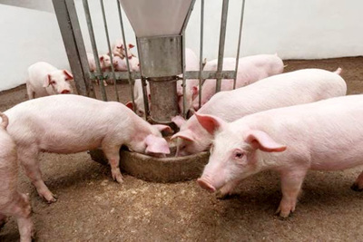 Giá lợn hơi hôm nay 17/12: Biến động từ 1.000 - 3.000 đồng/kg