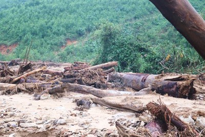 Gần 150.000ha rừng bị thiệt hại do thiên tai