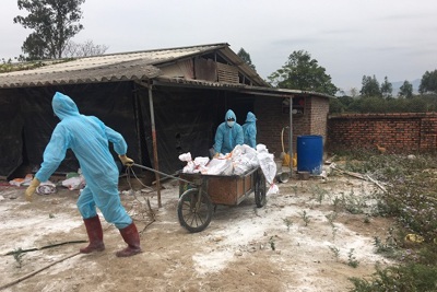 Phát hiện ổ cúm gia cầm H5N6 tại Quảng Ninh