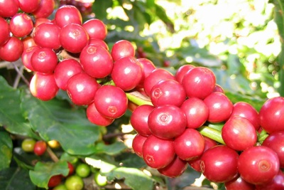 Giá cà phê hôm nay 12/2: Robusta dứt đà tăng, trong nước giảm 200 đồng/kg ngày đầu tiên năm Tân Sửu