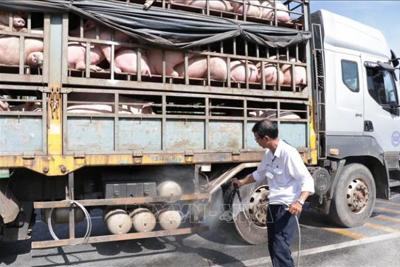 Tái diễn tình trạng buôn bán, vận chuyển lợn trái phép qua biên giới