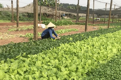 Giá rau tăng, người trồng có lãi