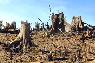Bộ Nông nghiệp nói gì về tình trạng suy giảm diện tích rừng?
